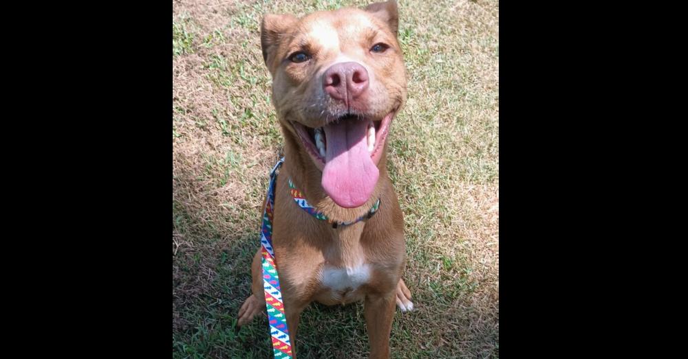 Enlarge Lil Red, a Adoptable Mixed Breed in Barnesville, GA image 4/5