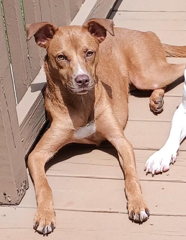 Enlarge Lil Red, a Adoptable Mixed Breed in Barnesville, GA image 5/5