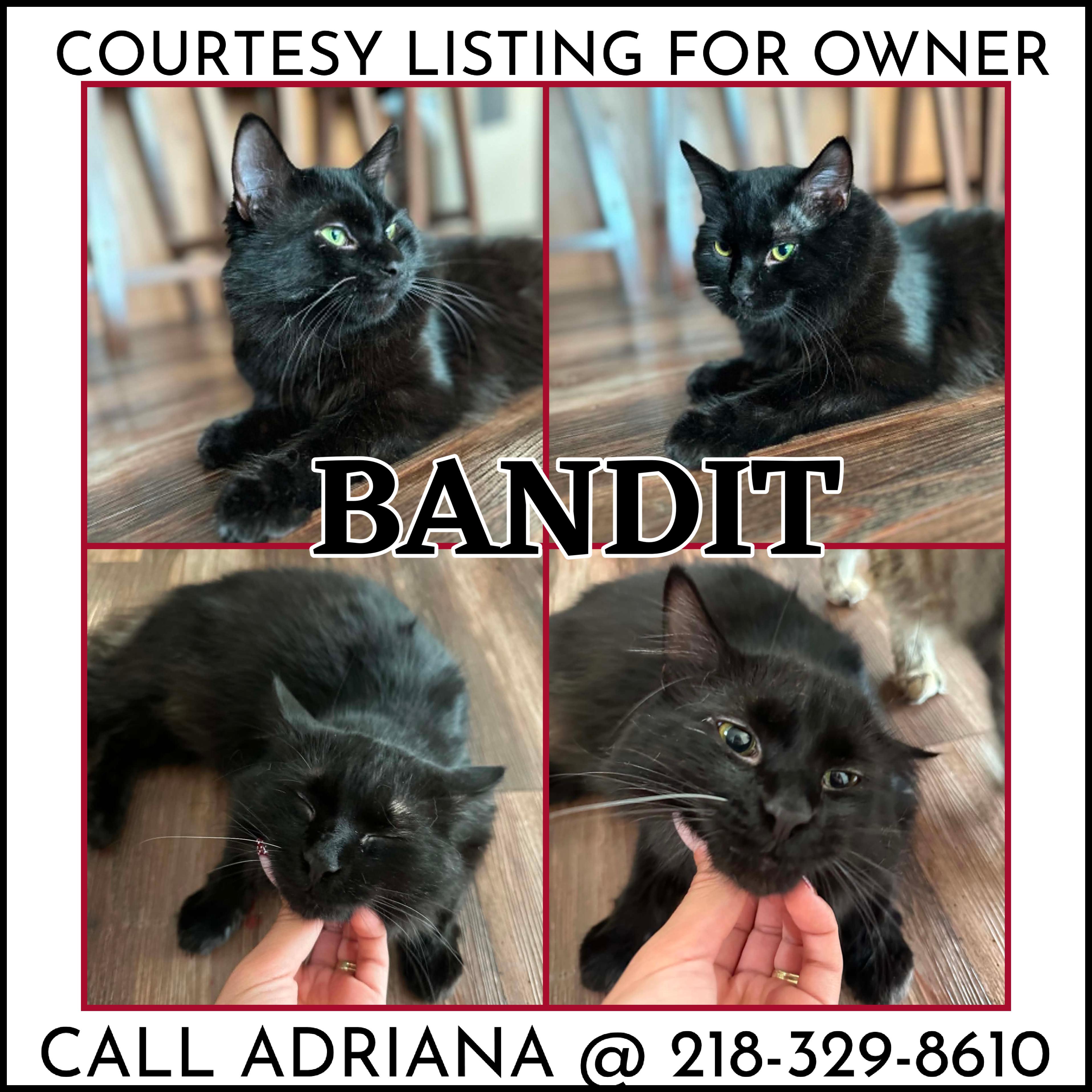 Bandit - COURTESY LISTING, Adoptable, Young Male Domestic Medium Hair.