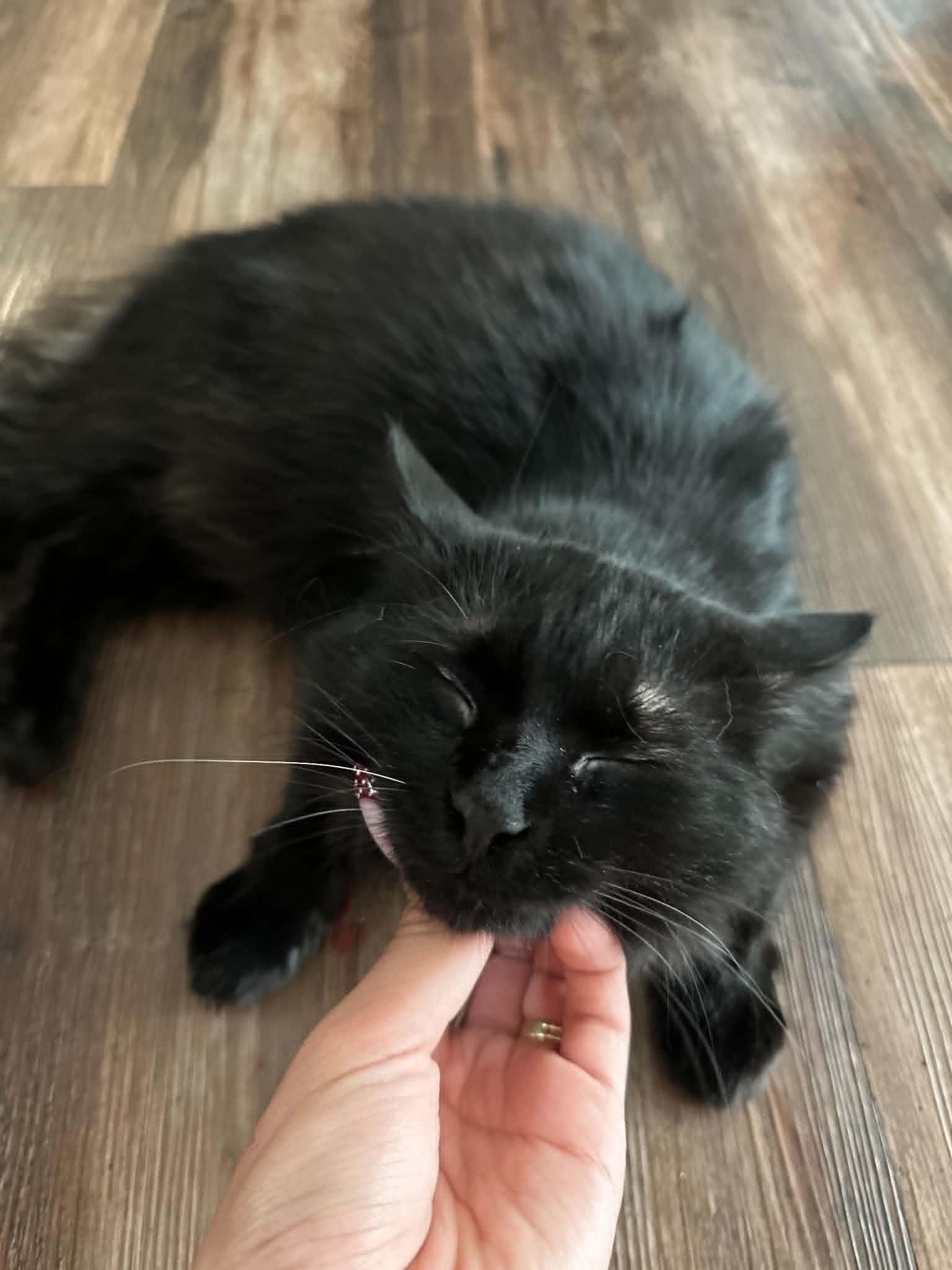 Enlarge Bandit - COURTESY LISTING, a Adoptable Domestic Medium Hair in Valley City, ND image 3/3