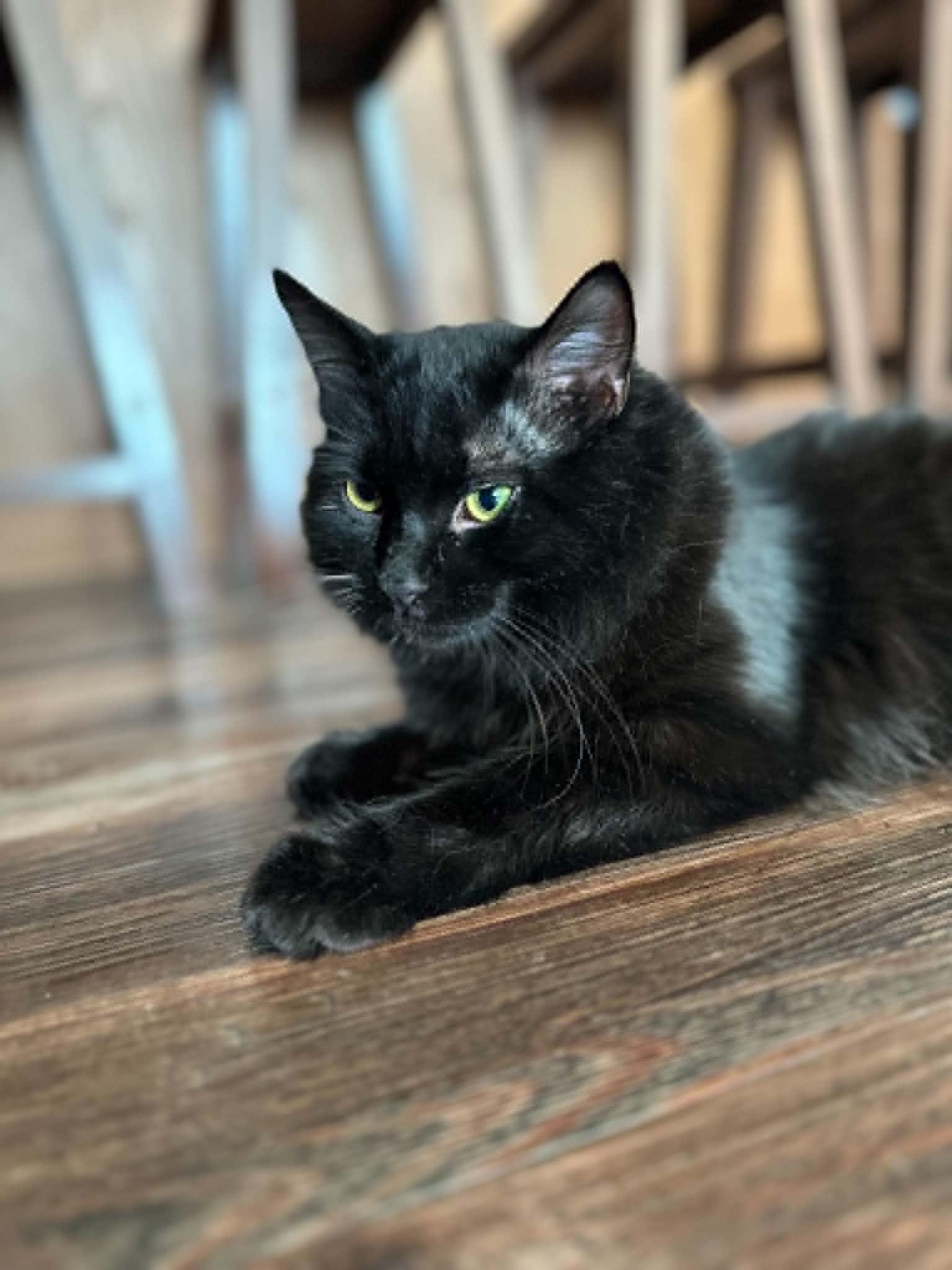 Enlarge Bandit - COURTESY LISTING, a Adoptable Domestic Medium Hair in Valley City, ND image 2/3