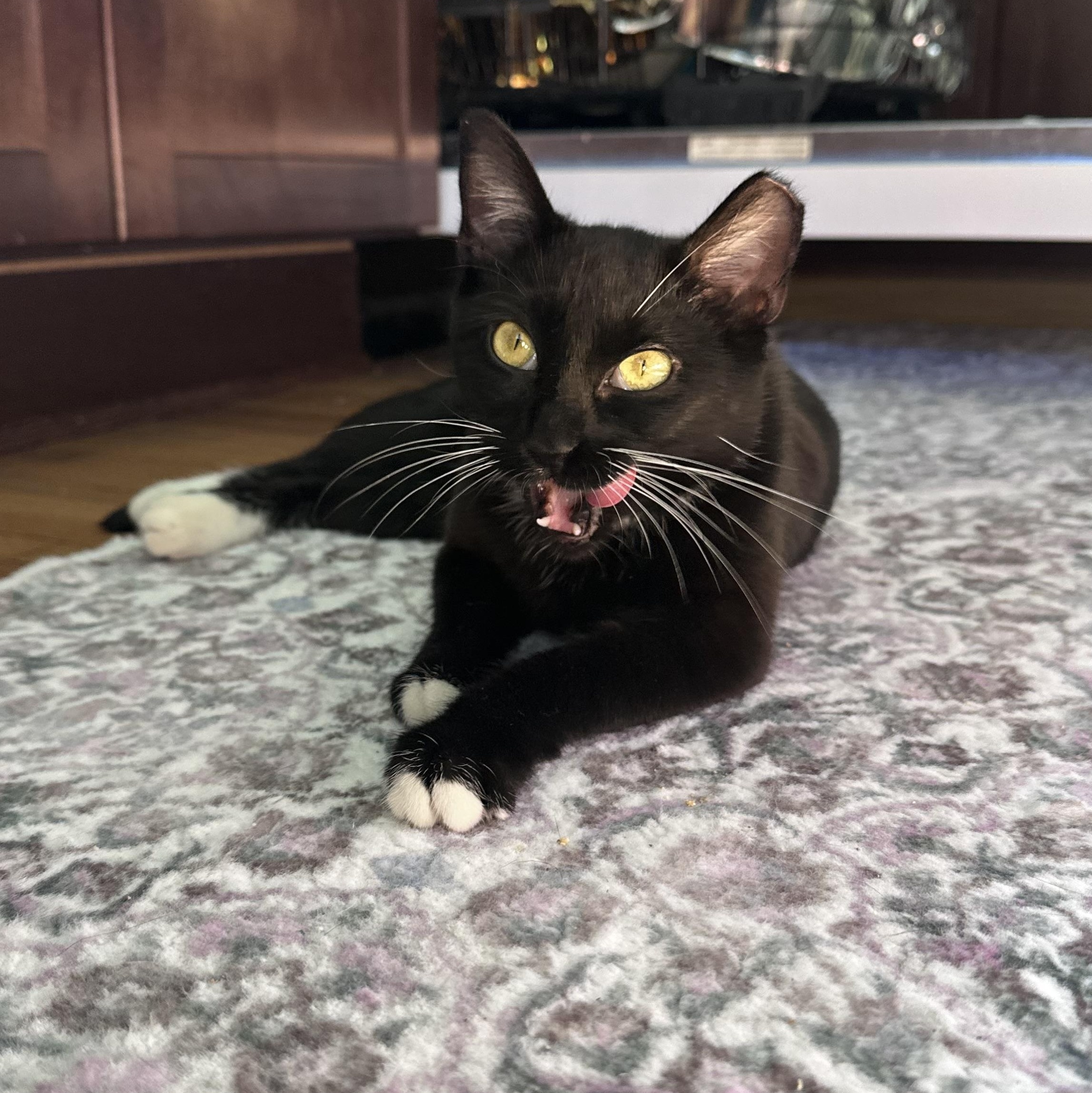 Enlarge Minnie, a Adoptable Tuxedo in Brick, NJ image 1/5