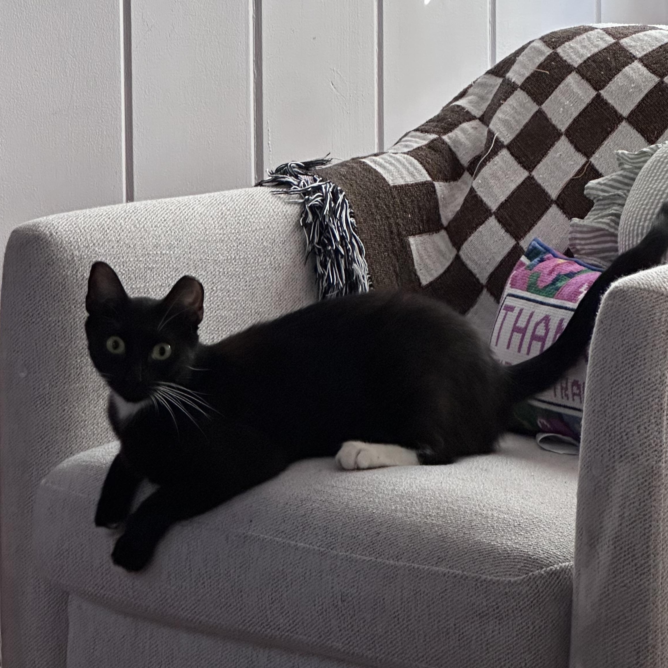 Enlarge Minnie, a Adoptable Tuxedo in Brick, NJ image 5/5