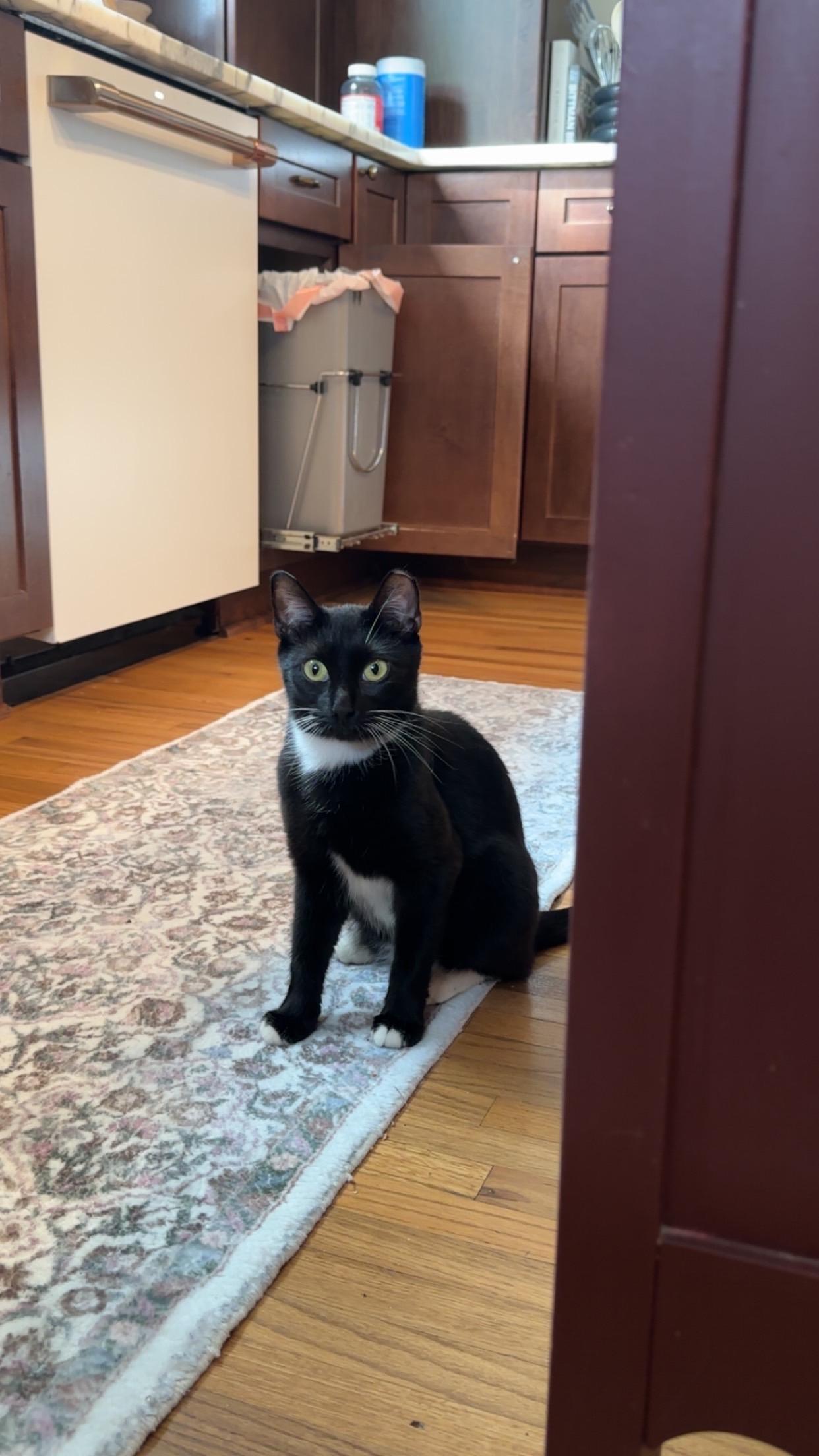 Enlarge Minnie, a Adoptable Tuxedo in Brick, NJ image 3/5