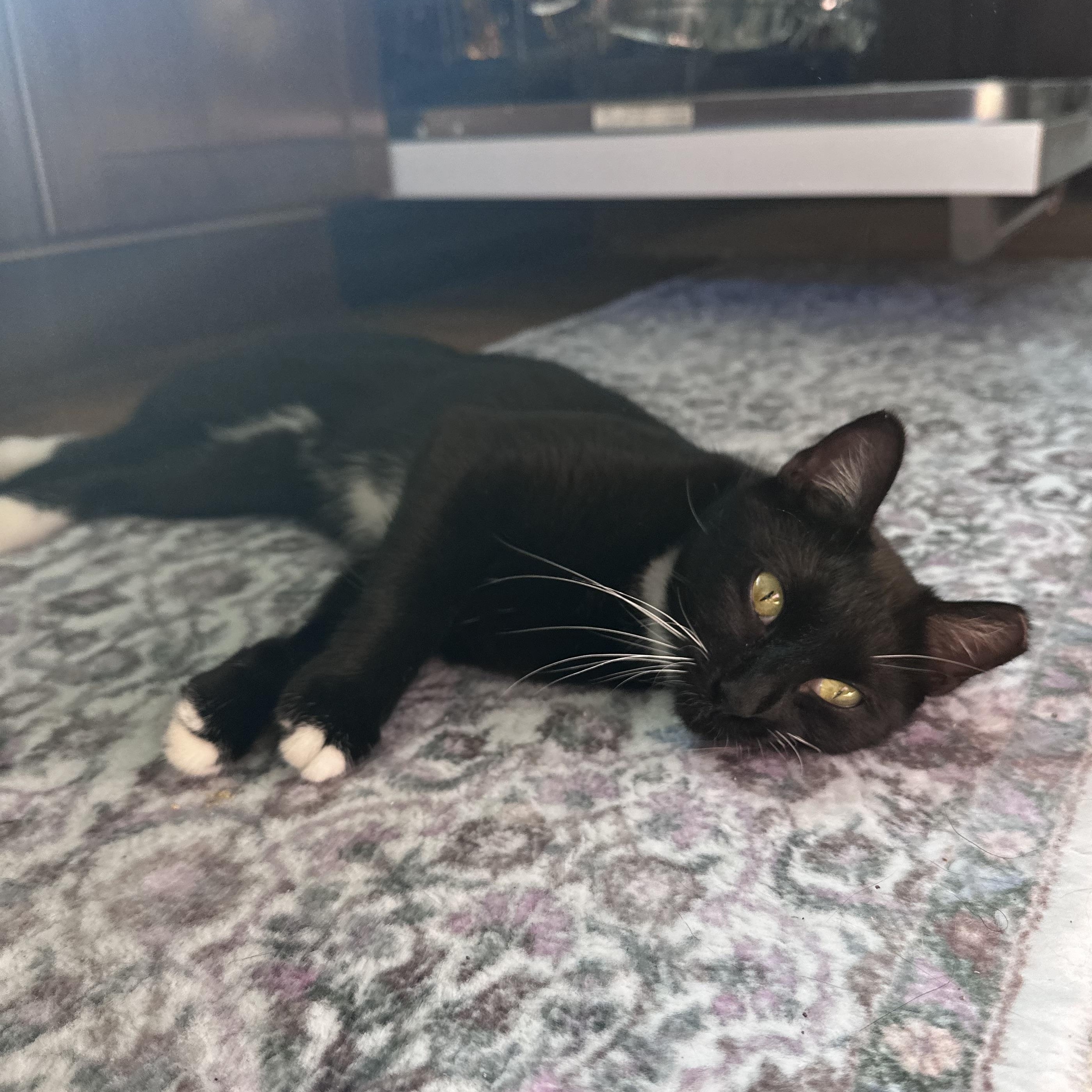 Enlarge Minnie, a Adoptable Tuxedo in Brick, NJ image 4/5