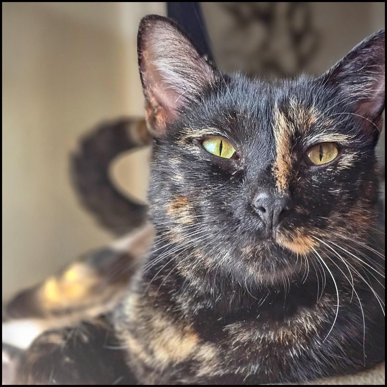 Goldie Hawn thumbnail 2