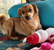 Enlarge Izzy, a Adoptable mixed breed in Oakland Park, FL image 2/6