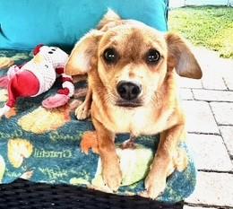 Izzy, Adoptable, Adult Female Chihuahua.