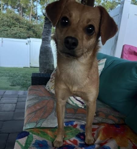 Enlarge Izzy, a Adoptable mixed breed in Oakland Park, FL image 4/6