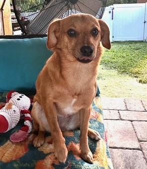 Enlarge Izzy, a Adoptable mixed breed in Oakland Park, FL image 5/6