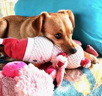 Enlarge Izzy, a Adoptable mixed breed in Oakland Park, FL image 6/6