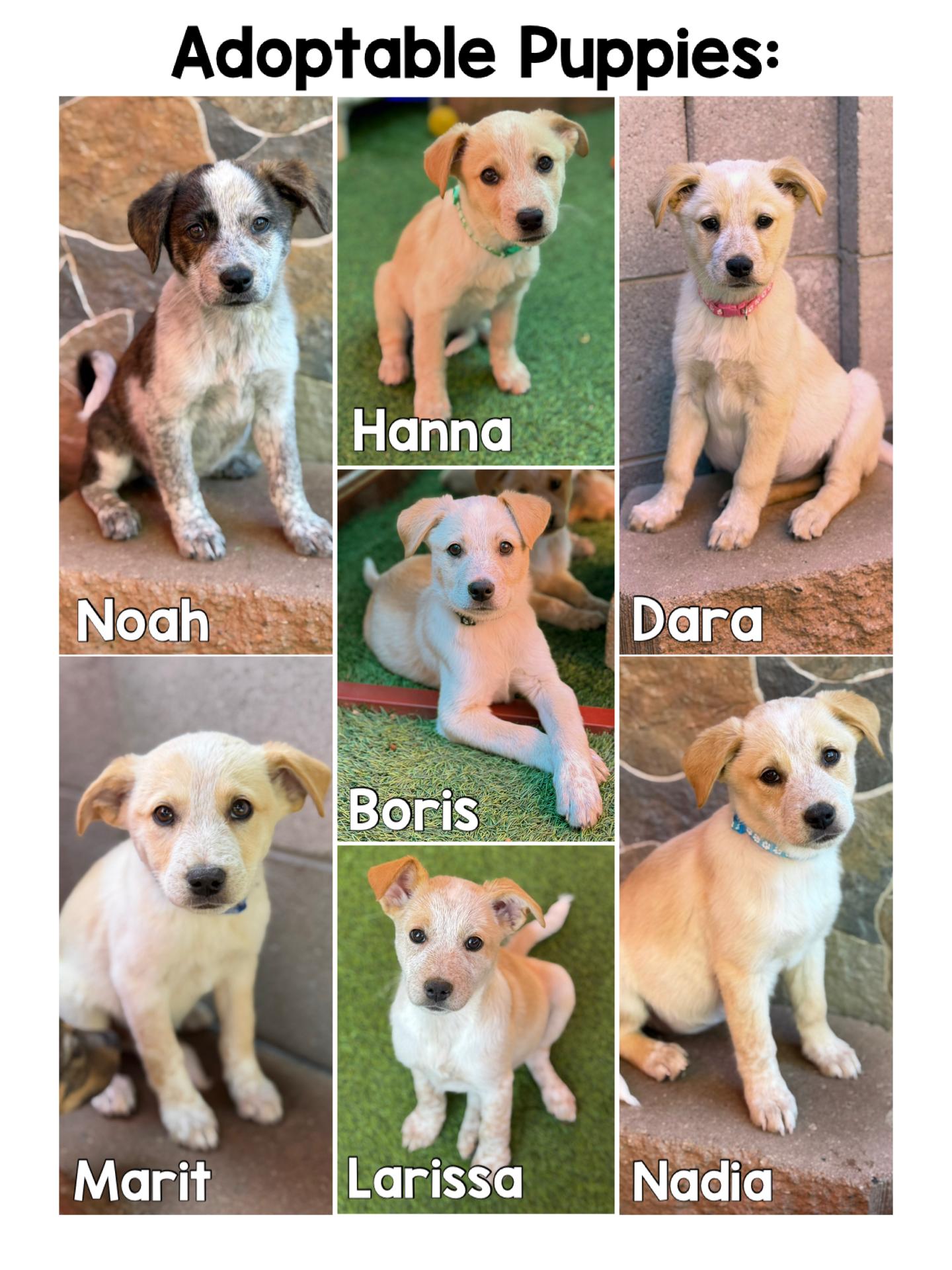 Enlarge Lab/Heeler Mix Puppies, an adopted mixed breed in Glendale, AZ image 1/1