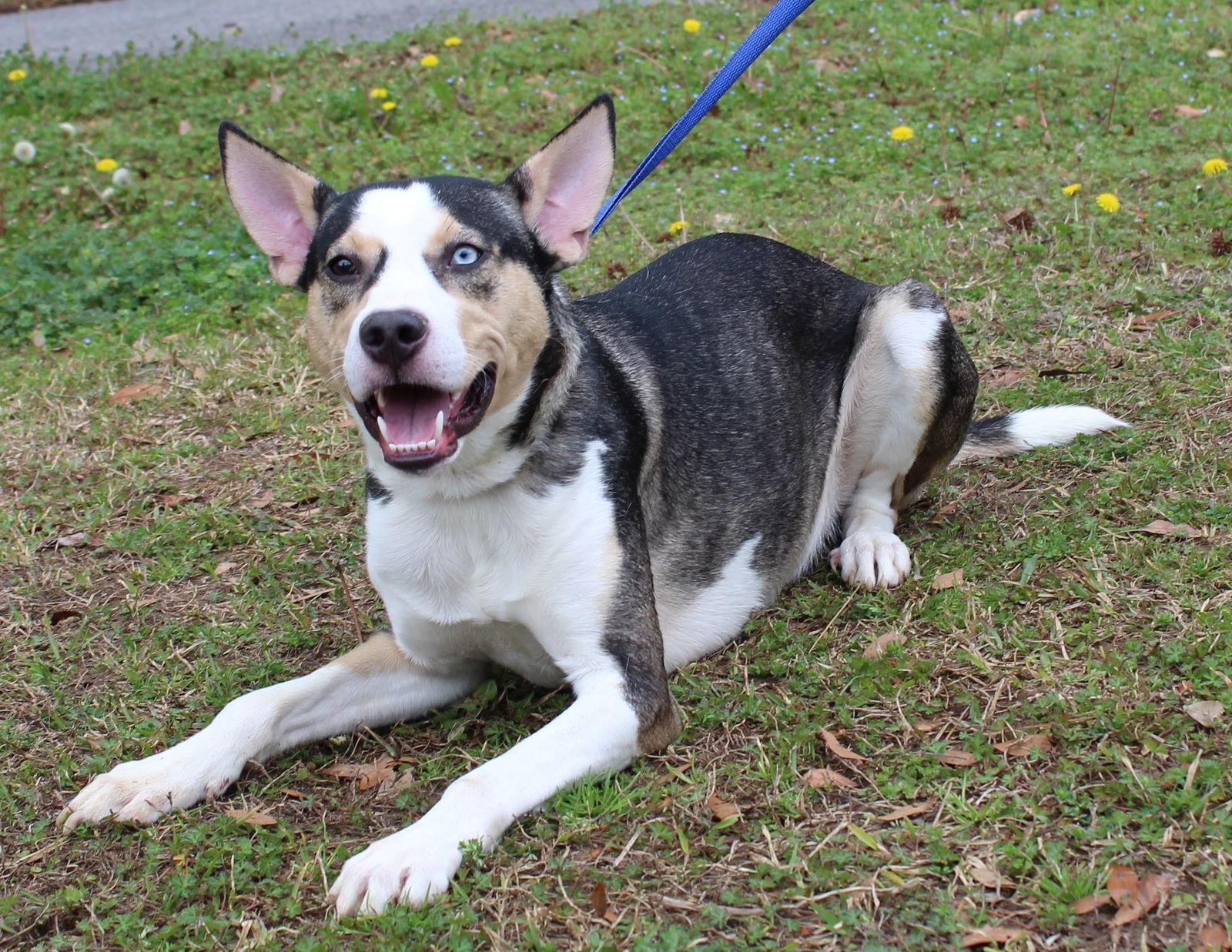 Nova 42034, Adoptable, Young Male Husky.