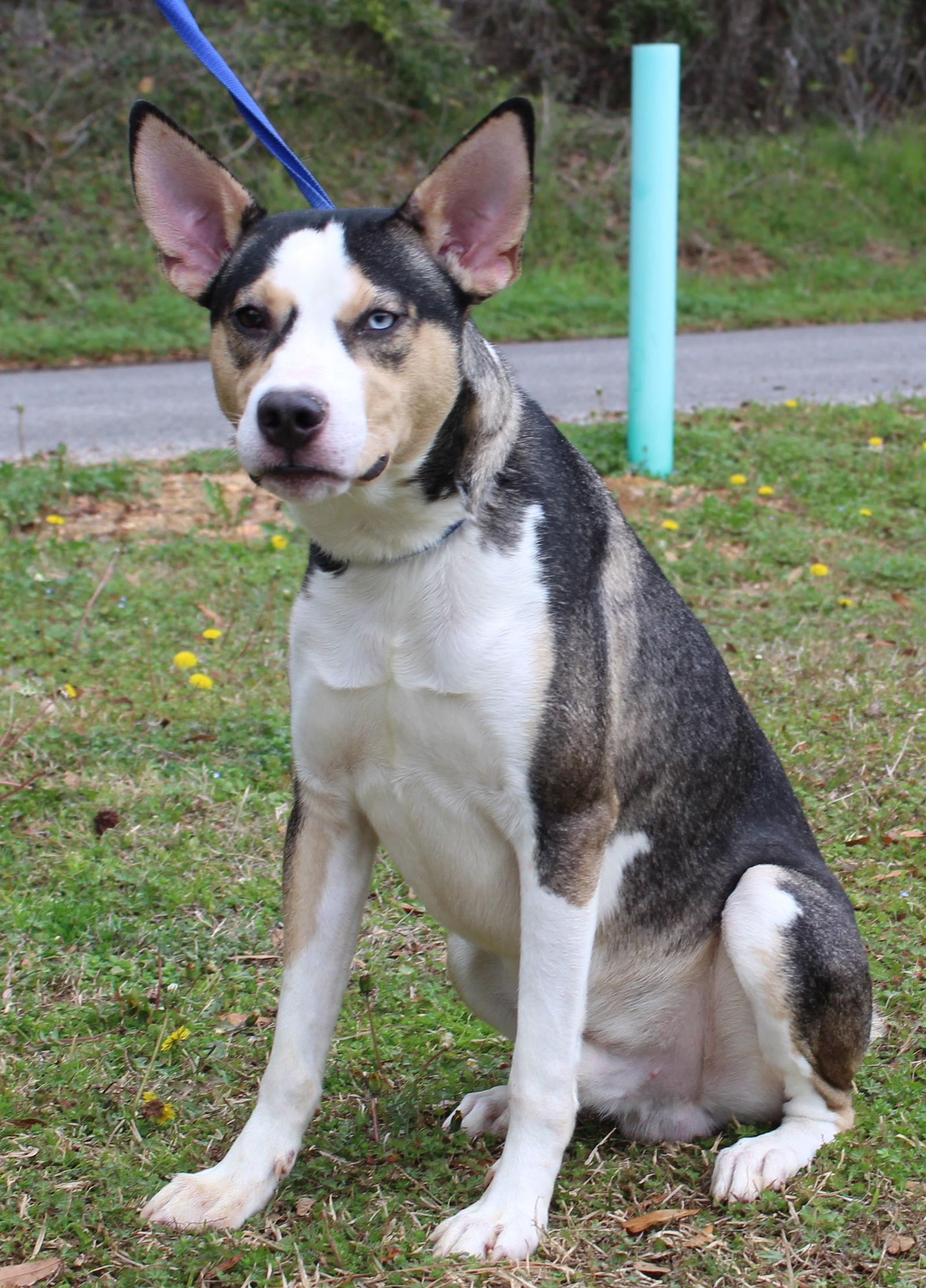 Enlarge Nova 42034, a Adoptable Husky in Prattville, AL image 3/3