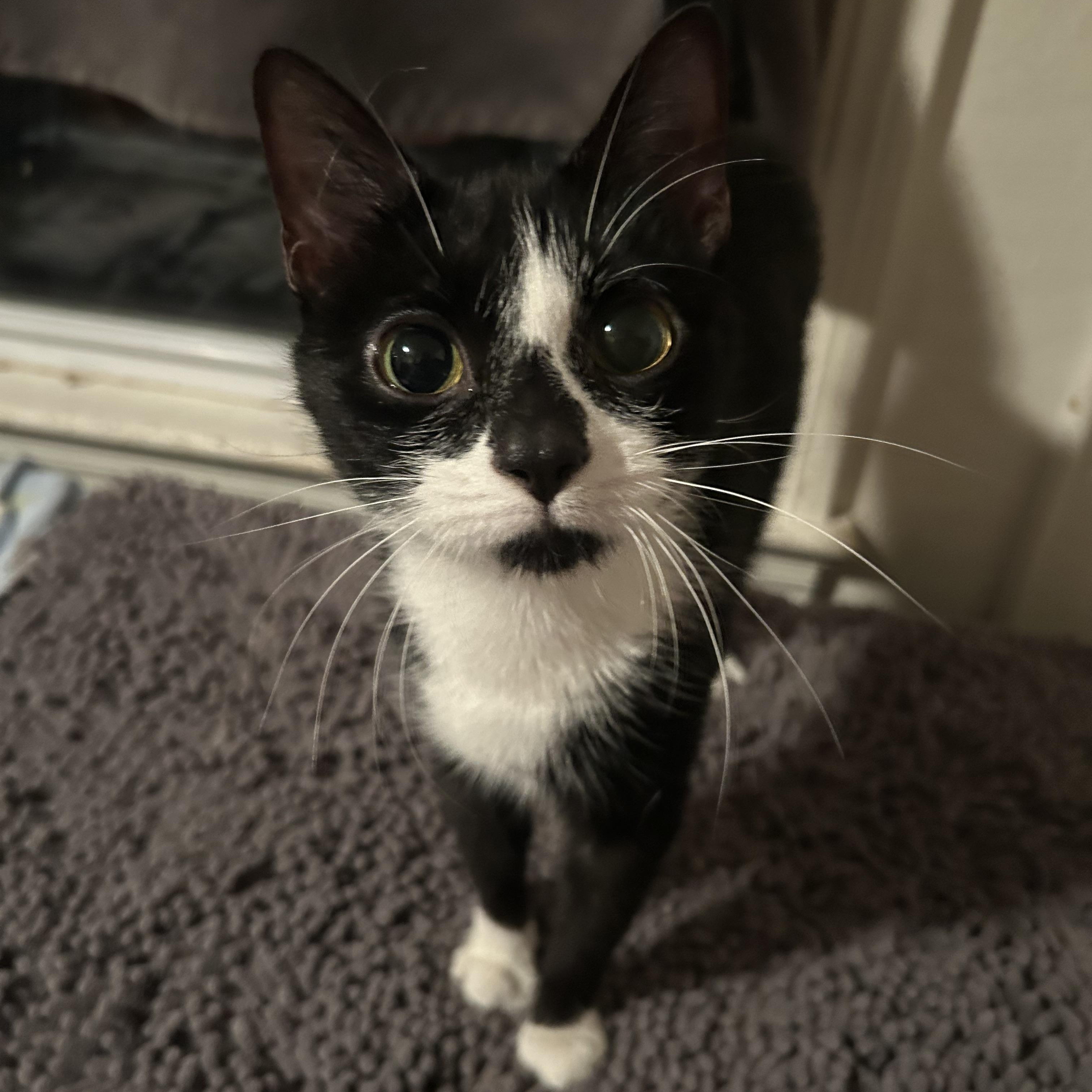 Mama, ADOPTABLE, Young Female Domestic Short Hair.