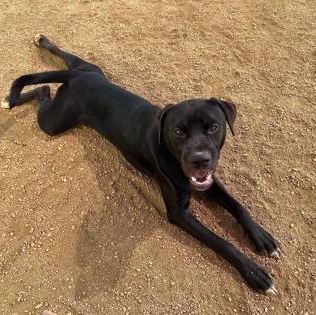 Enlarge Tango, an adoptable Mixed Breed in Georgetown, TX image 2/4