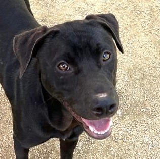Tango, adoptable, Young Male Mixed Breed.