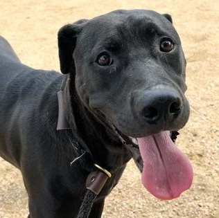 Enlarge Tango, an adoptable Mixed Breed in Georgetown, TX image 4/4