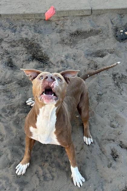 Faye, Adoptable, Adult Female American Staffordshire Terrier & Mixed Breed.