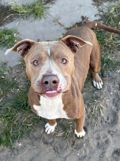 Enlarge Faye, a Adoptable mixed breed in Savannah, GA image 3/3