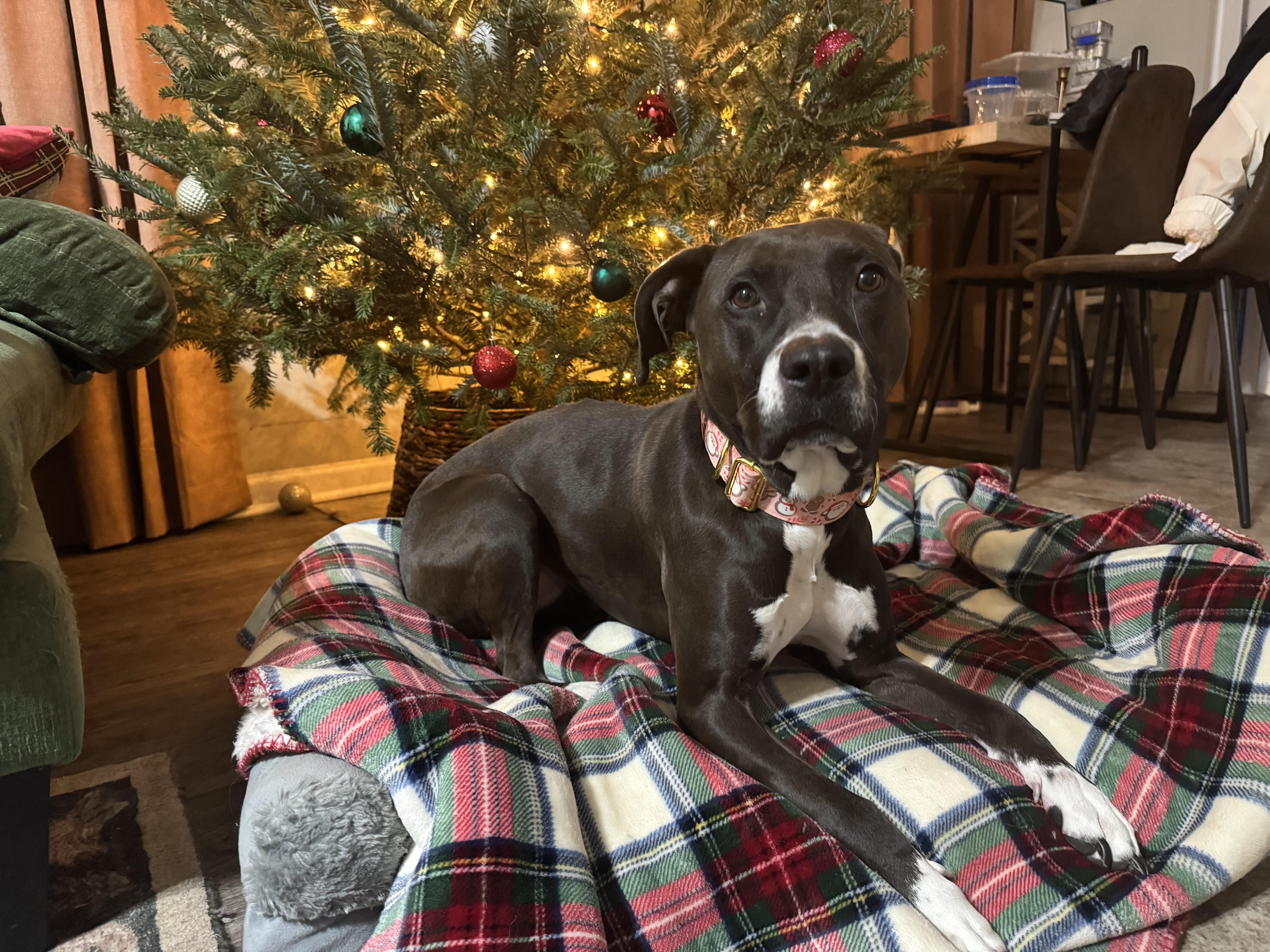 Enlarge Coco, a Adoptable mixed breed in Charlotte, NC image 4/5