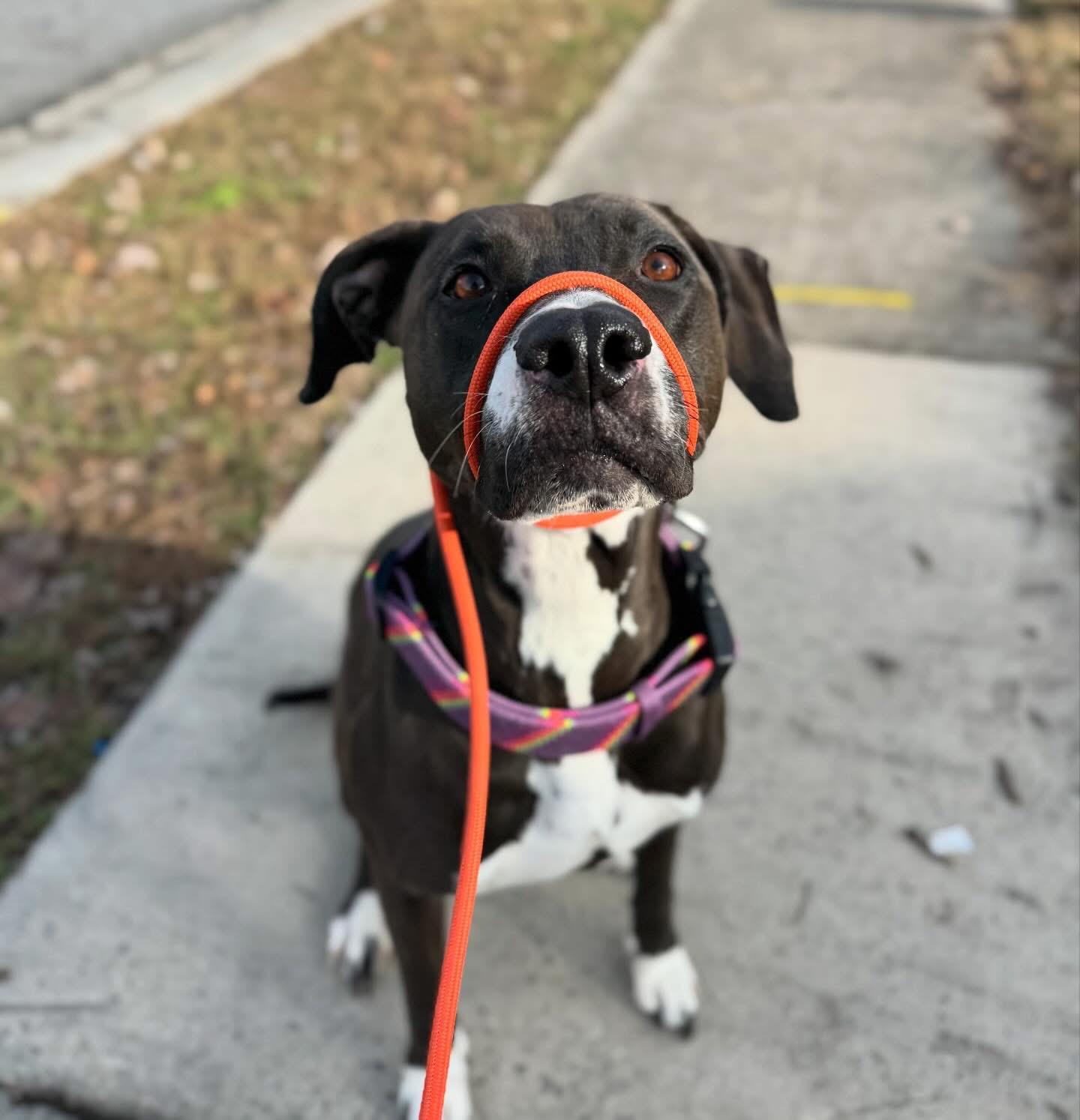 Enlarge Coco, a Adoptable mixed breed in Charlotte, NC image 5/5