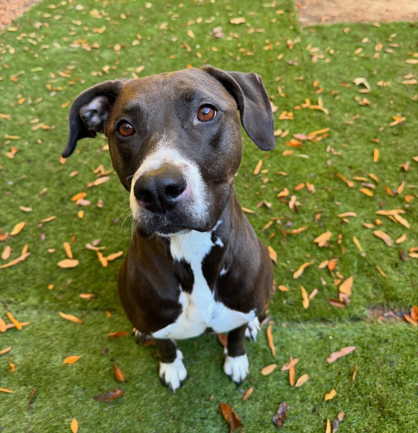 Enlarge Coco, a Adoptable mixed breed in Charlotte, NC image 2/5