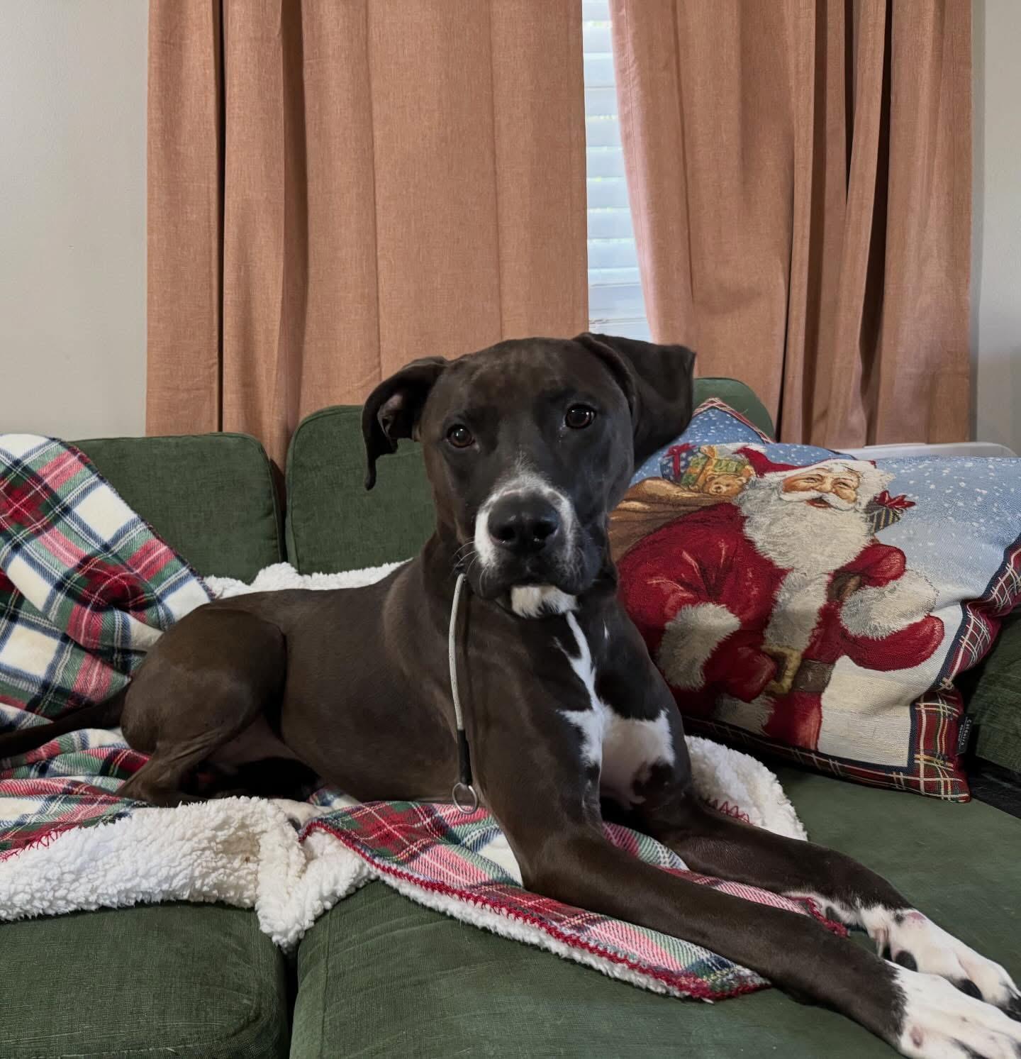 Enlarge Coco, a Adoptable mixed breed in Charlotte, NC image 3/5