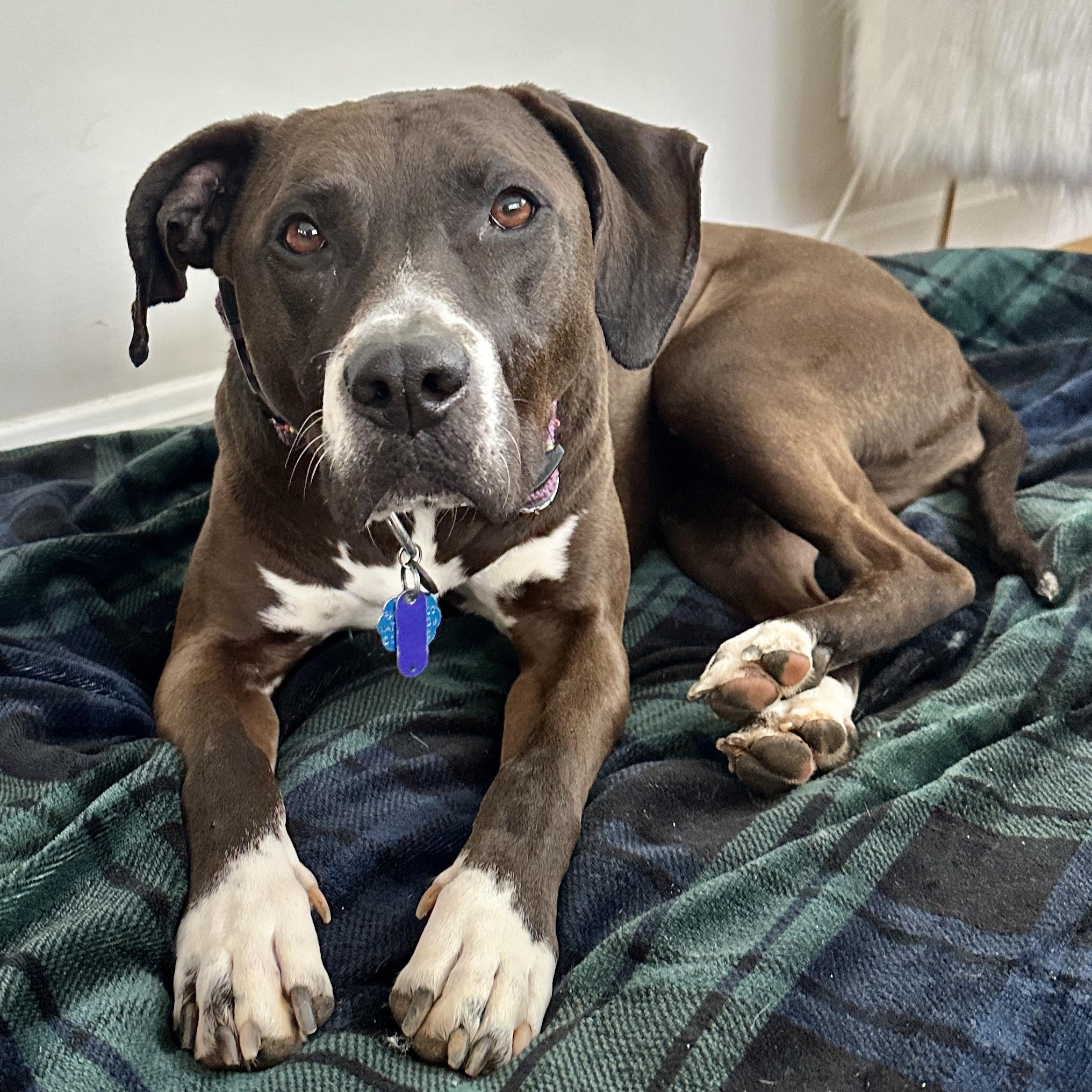 Enlarge Coco, a Adoptable mixed breed in Charlotte, NC image 1/6