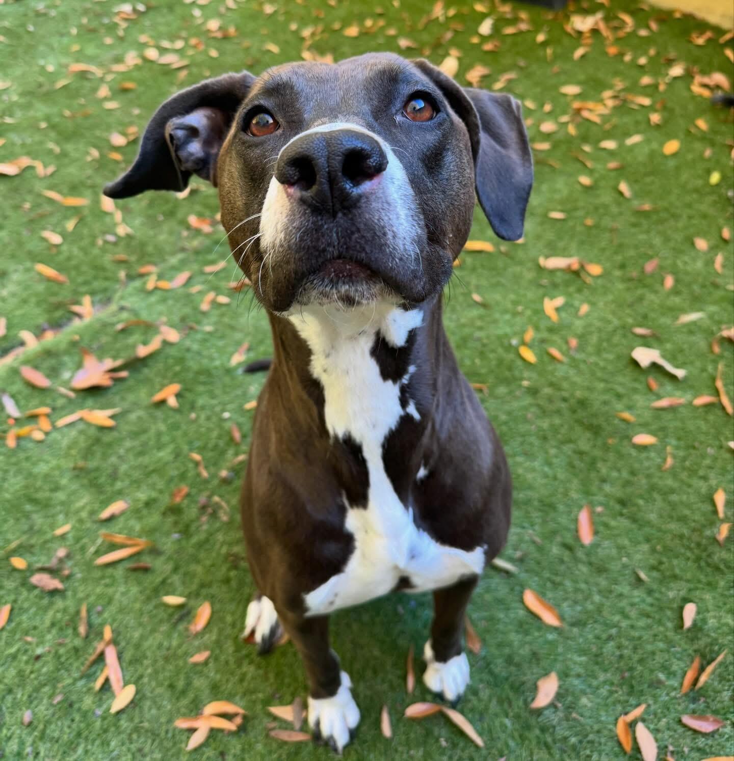 Coco, Adoptable, Adult Female Pit Bull Terrier.