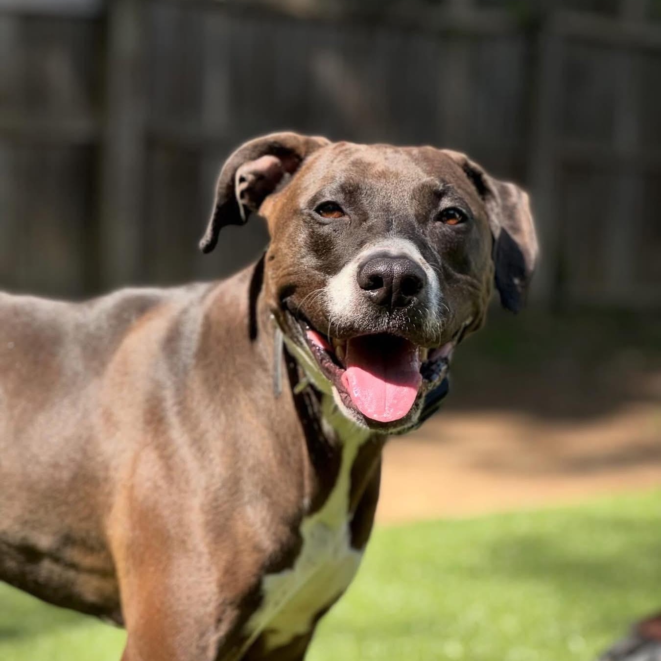 Enlarge Coco, a Adoptable mixed breed in Charlotte, NC image 2/6