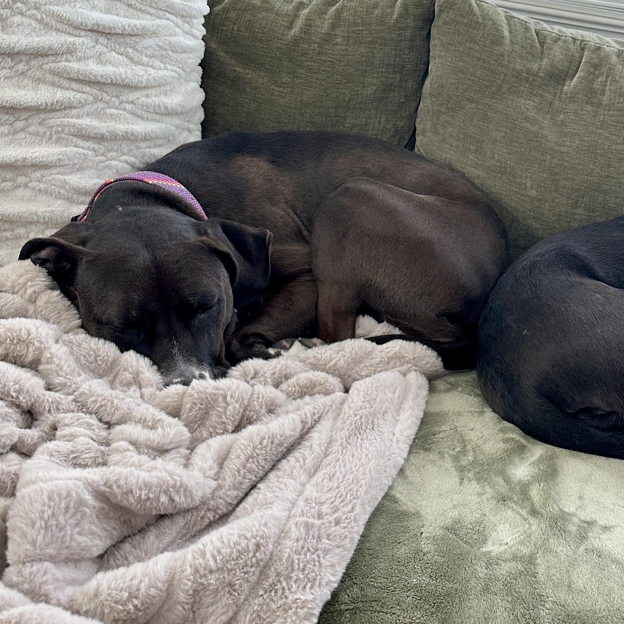 Enlarge Coco, a Adoptable mixed breed in Charlotte, NC image 6/6