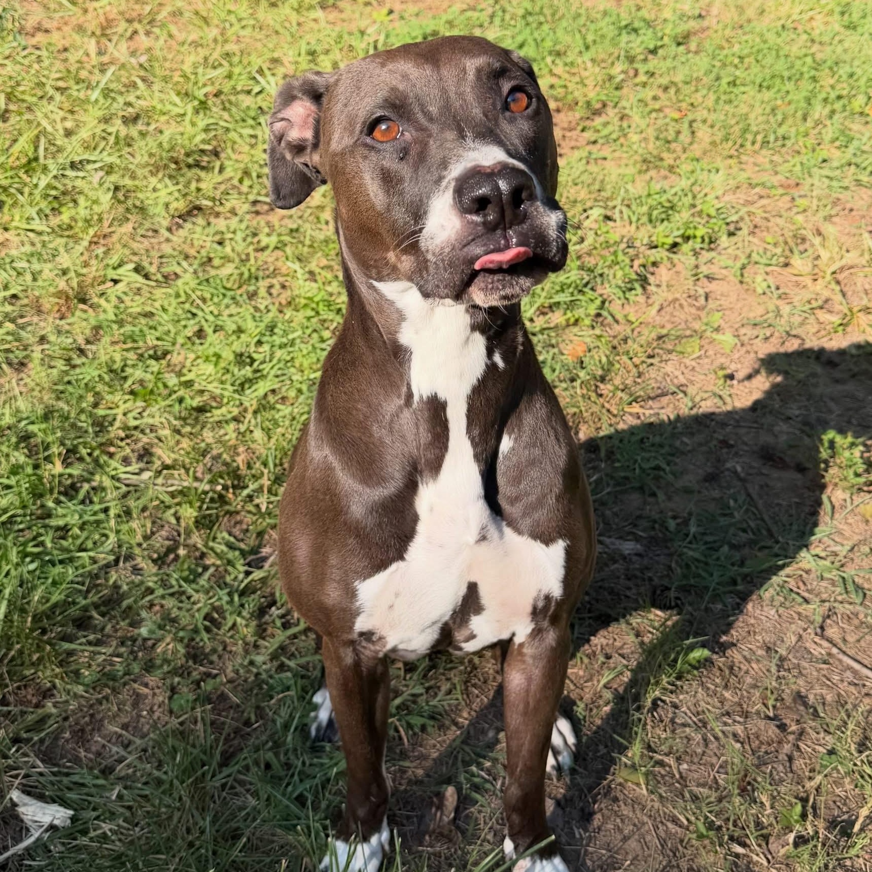 Enlarge Coco, a Adoptable mixed breed in Charlotte, NC image 4/5
