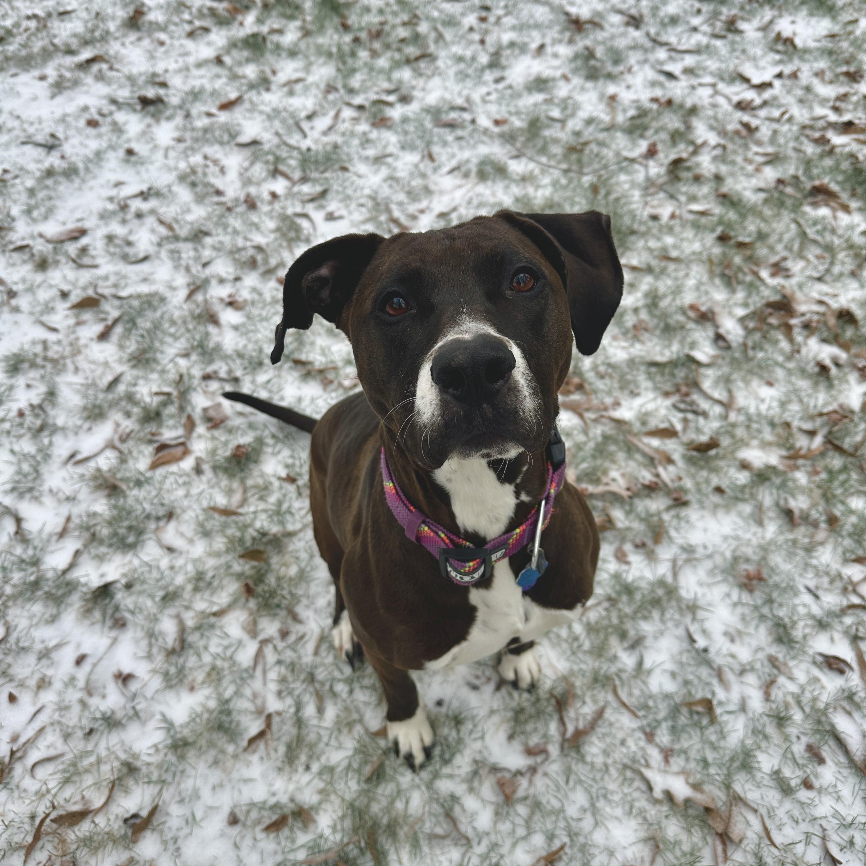Enlarge Coco, a Adoptable mixed breed in Charlotte, NC image 2/6