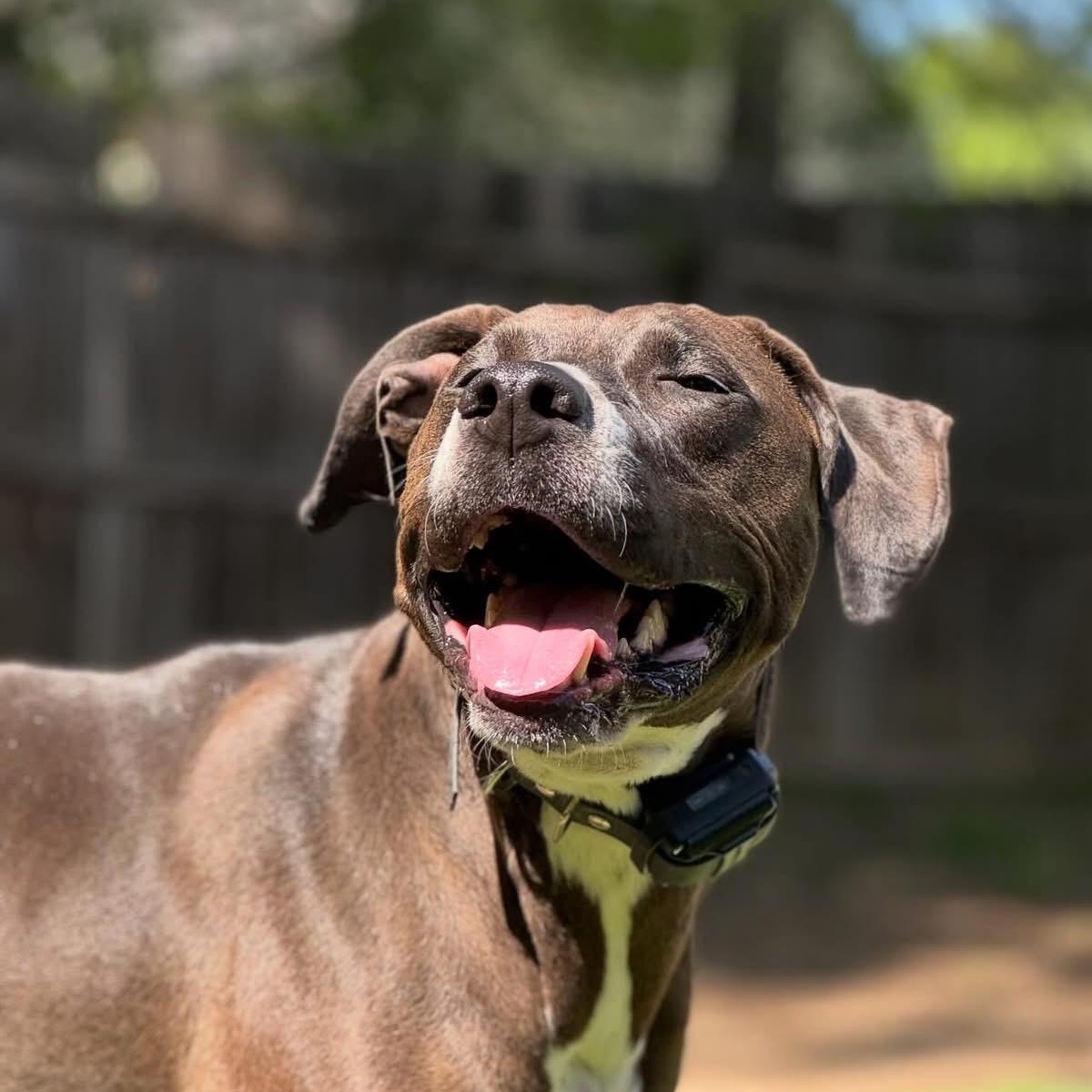 Enlarge Coco, a Adoptable mixed breed in Charlotte, NC image 1/6