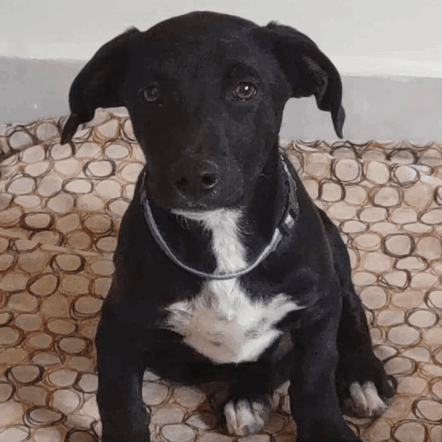 Enlarge Gordie, a Adopted mixed breed in Nopolo, BCS image 1/1