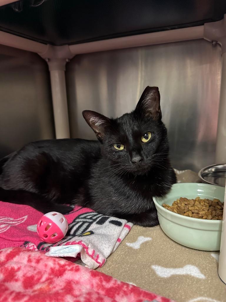 Friendly (lakeridge), a Adoptable mixed breed in Johnson City, TN image 2/2