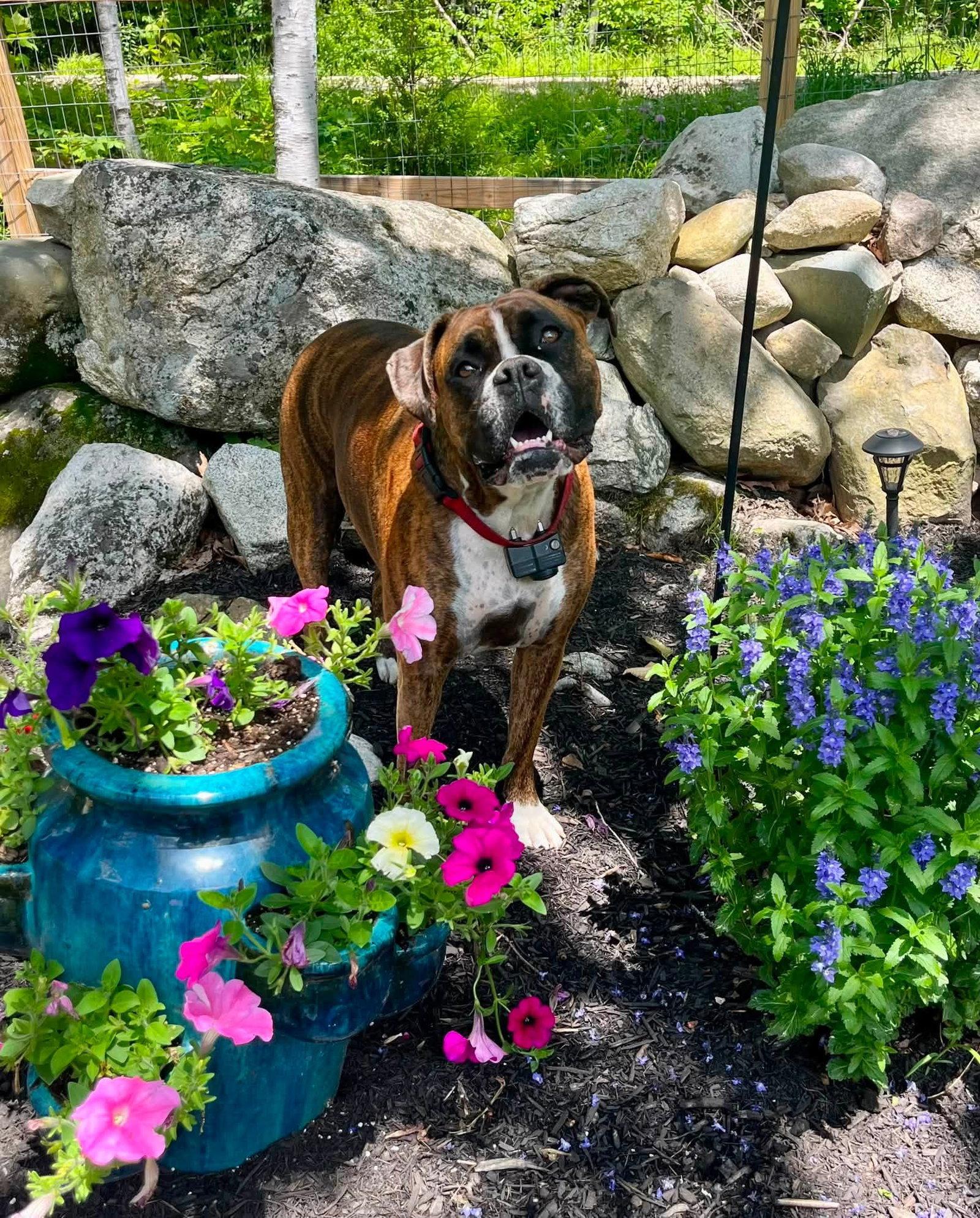 Enlarge Moxie, a Adoptable Boxer in Monticello, NY image 1/3