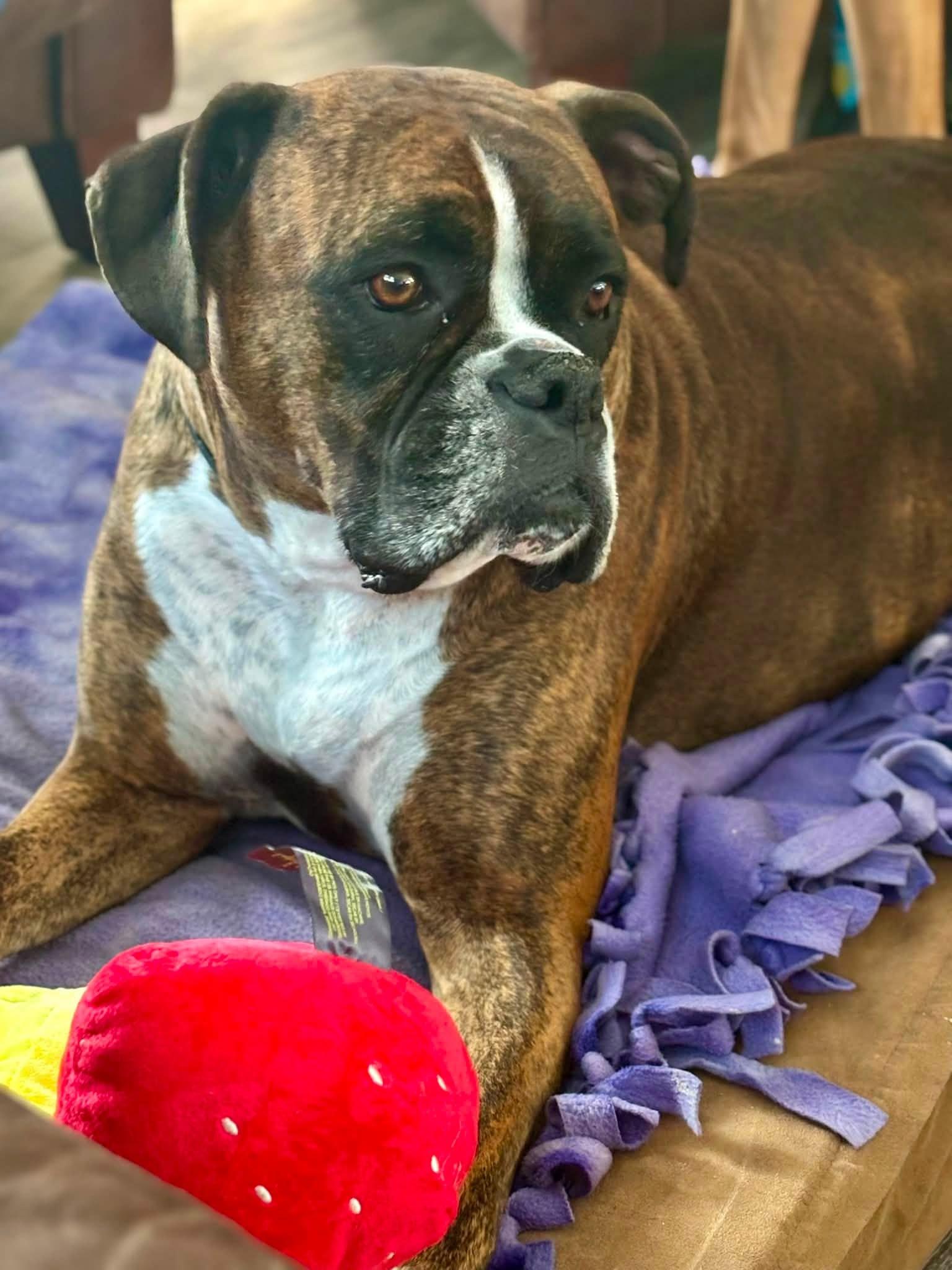 Enlarge Moxie, a Adoptable Boxer in Monticello, NY image 2/3
