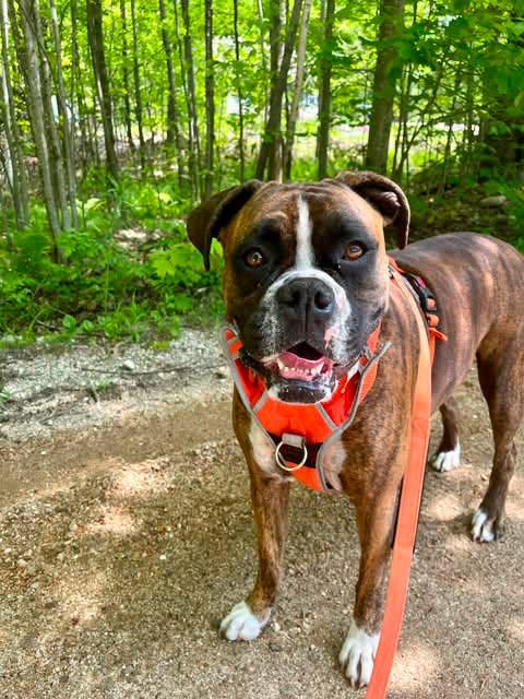 Enlarge Moxie, a Adoptable Boxer in Monticello, NY image 3/3