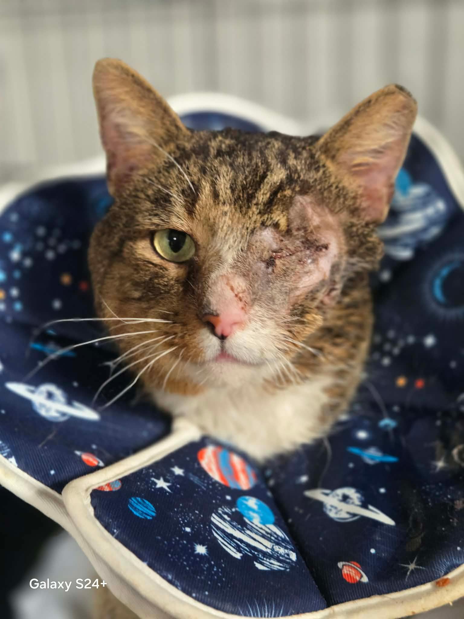 Poe, Adoptable, Adult Male Domestic Short Hair.