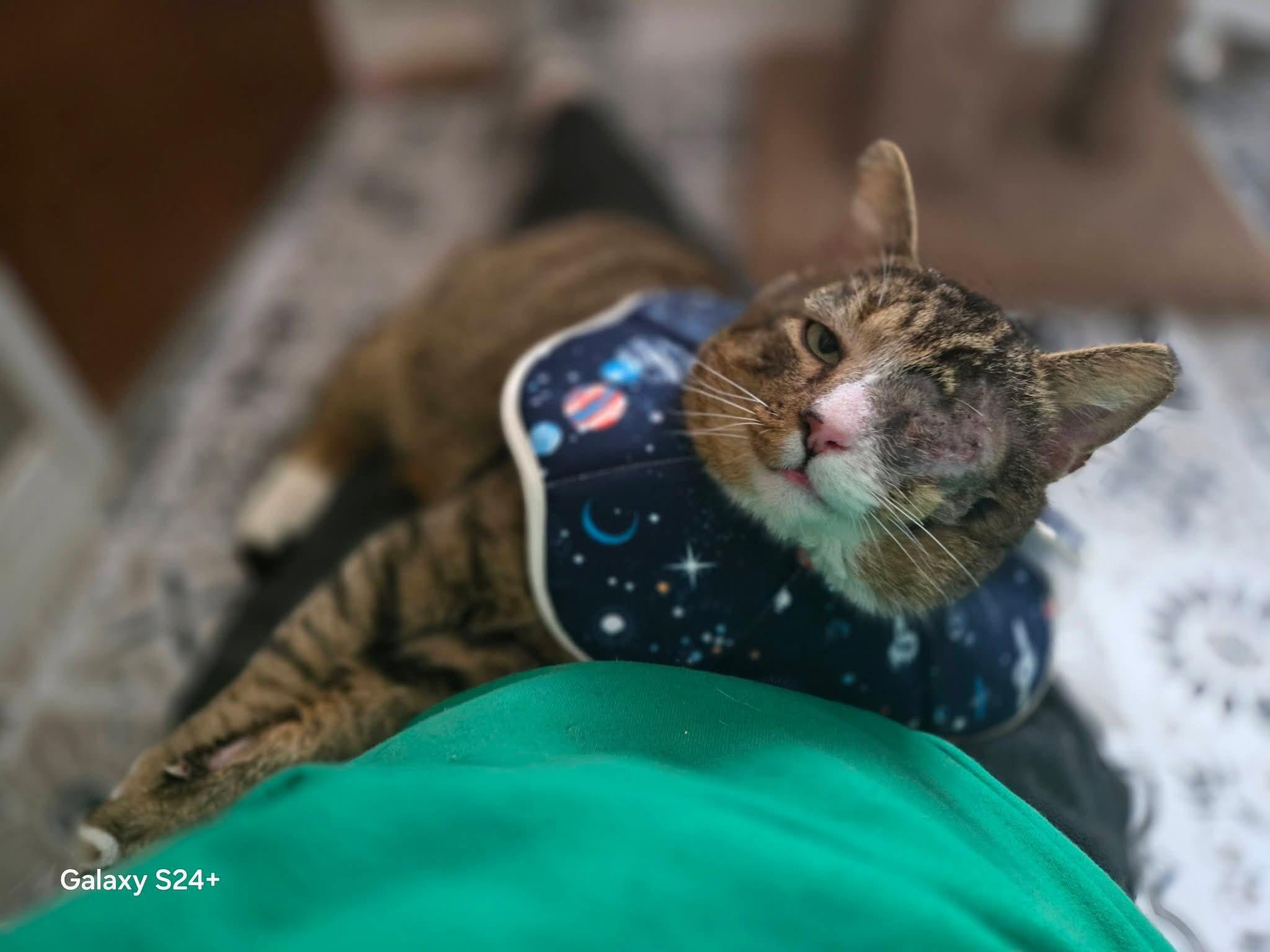 Enlarge Poe, a Adopted Domestic Short Hair in Quincy, OH image 5/6