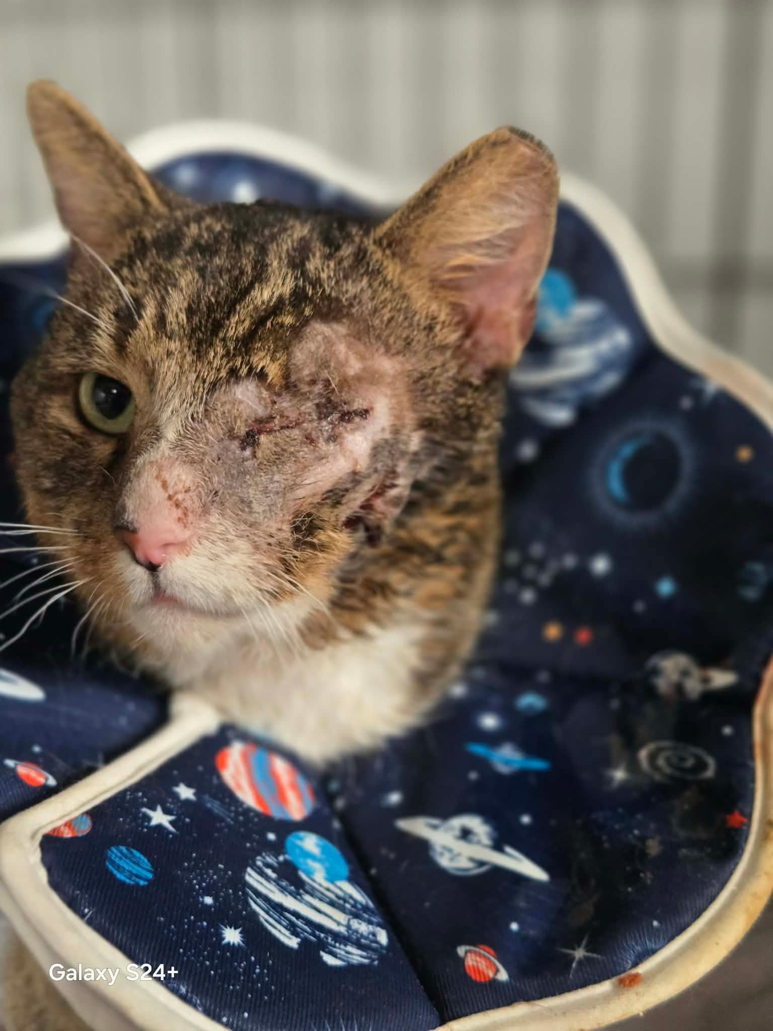 Poe, a Adoptable Domestic Short Hair in Quincy, OH image 4/4