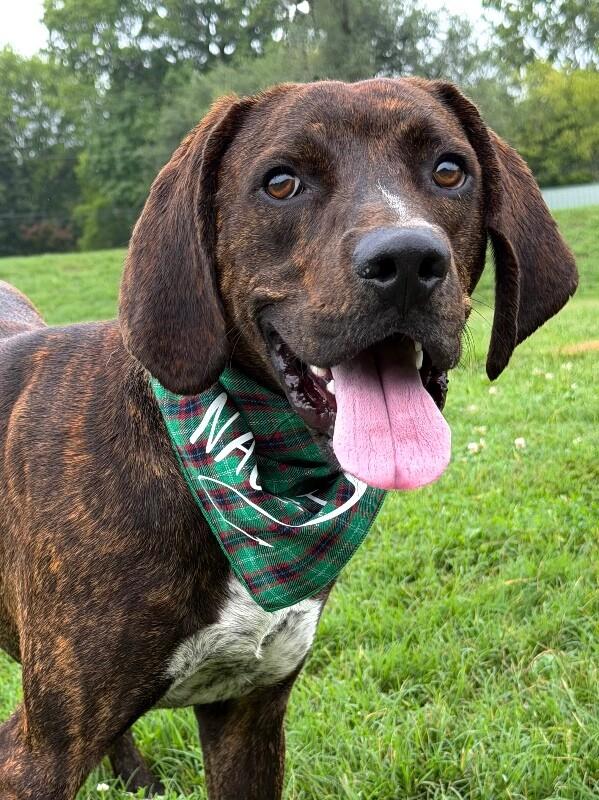 Top_O, Adoptable, Young Male Plott Hound.