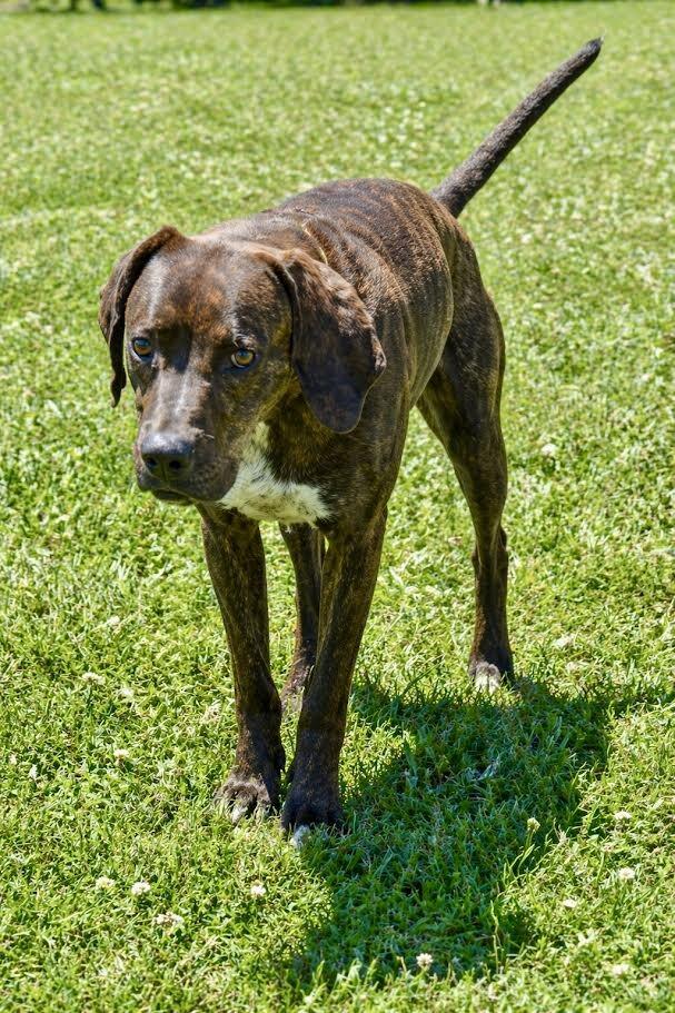 Top_O, Adoptable, Young Male Plott Hound.