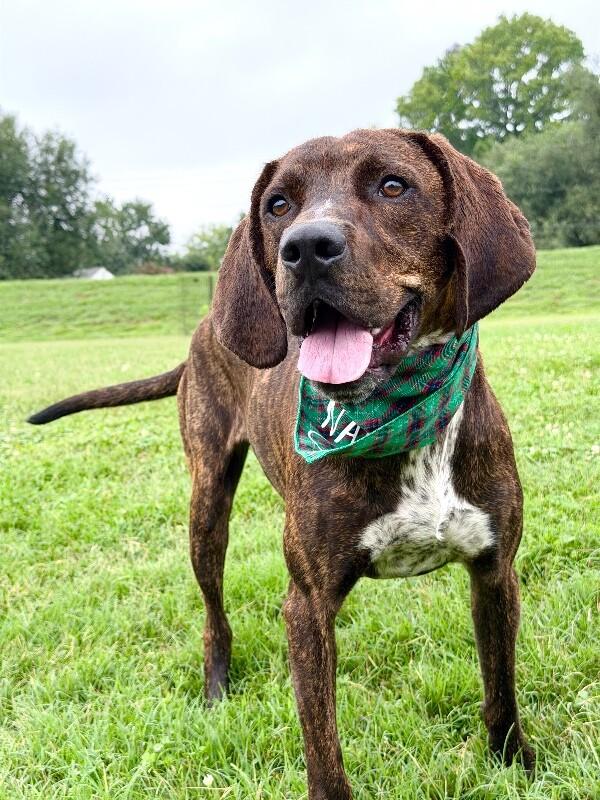 Top_O, a Adoptable Plott Hound in Maryville, TN image 2/4