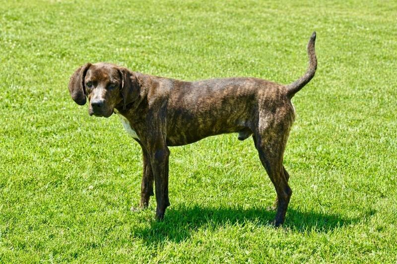 Top_O, a Adoptable Plott Hound in Maryville, TN image 2/3
