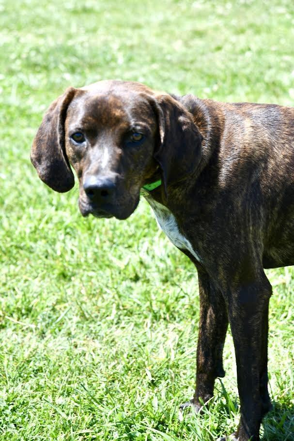 Top_O, a Adoptable Plott Hound in Maryville, TN image 3/3