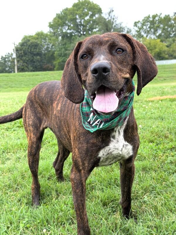 Top_O, a Adoptable Plott Hound in Maryville, TN image 3/4