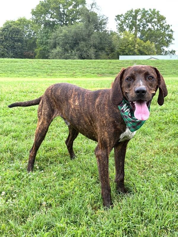 Top_O, a Adoptable Plott Hound in Maryville, TN image 4/4